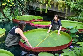 New Species Of Giant Waterlily Is The