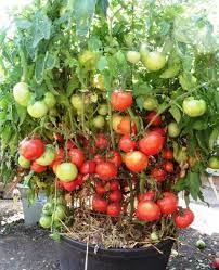 Popular Varieties Grow Tomatoes Easily