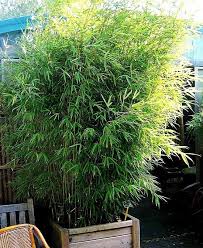 Growing Bamboo In Pots Best Bamboo To