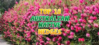 Top 10 Australian Native Hedges