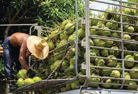 Indonesian Coconuts The Top Choice For