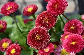 Daisy Bellis Perennis Tasso Red