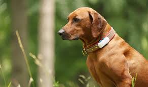 Tractive Vs Airtag For Dogs How To Gps