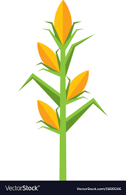 Corn Plant Isolated Icon Royalty Free