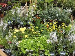 Outdoor Plants Camden Garden Centre
