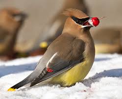Winter Bird Feeding Tips
