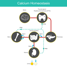 Calcium Homeostasis Diagram For
