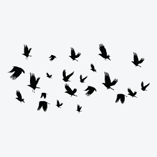 Flying Birds Flying Pigeons