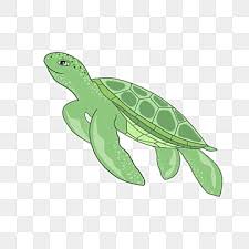 Sea Turtle Png Transpa Images Free