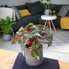 Our Top House Plant Picks For Autumn