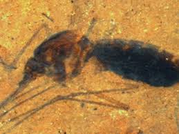A Fossilized Blood Engorged Mosquito Is