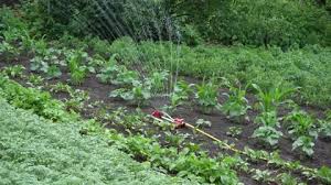 Watering Crops In The Garden The Smart