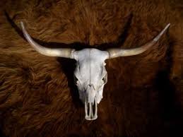 Bull Skulls Skull Decor Animal Skulls
