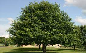 Laurel Oak Tree For North Fort Myers