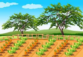 Vegetable Farm Vector Art Icons And