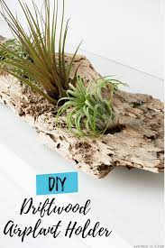 Diy Driftwood Air Plant Holder