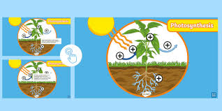 Photosynthesis Interactive And