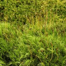 8 Types Of Moss To Grow In Your Yard