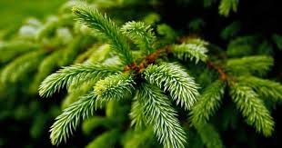 Pine Fir And Spruce Identification Guide