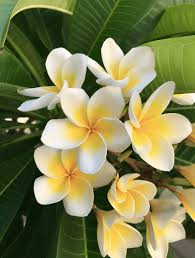 Indian Flowers To Grow In Your Garden