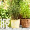 Herb Gardening For Beginners Basic