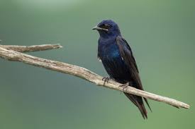 Purple Martin Images Browse 514