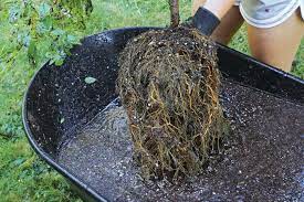 Root Washing Why And How To Wash Roots