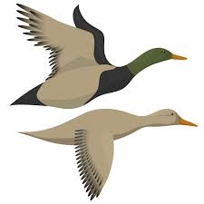 Flying Ducks Isolated On White Drake