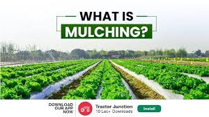 What Is Mulching In Agriculture Types