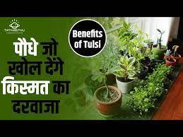 Benefits Of Tulsi Money Plant Vastu