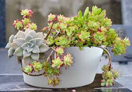 9 Best Succulent Planters For Container