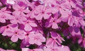 Prairie Phlox Wisconsin Native