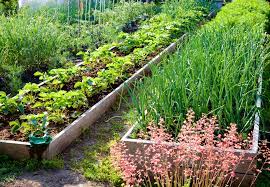 7 Vegetable Garden Layout Ideas To Grow