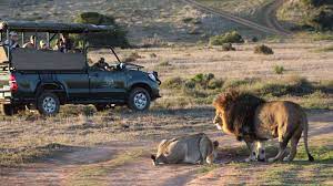 Safari At Garden Route Game Lodge