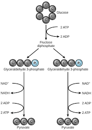Chapter 11 Cellular Respiration