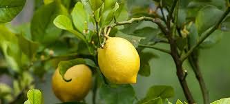 Tips On Caring For A Meyer Lemon Tree