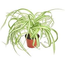 Top 10 Indoor Plants Safe For Dogs