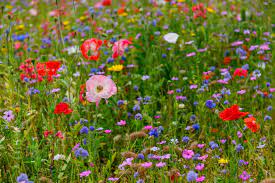 Wildflowers In East Ayrshire East