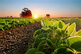 top questions answers for soybeans