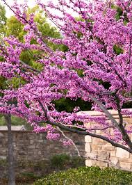 Best Spring Blooming Trees Favorites