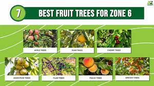 The 7 Best Fruit Trees For Zone 6 A Z