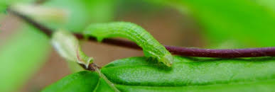 Natural And Organic Caterpillar