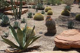 Cactus Garden To Your Texas Landscaping