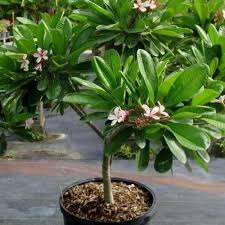 Full Sun Exposure Green Plumeria Rubra