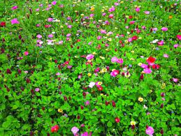 Sow Wildflower Seeds During Winter