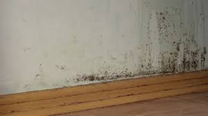 Toxic Black Mold In House On Walls