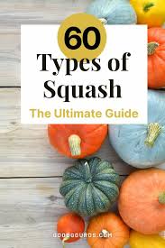 Varieties Of Squash A Z Guide With
