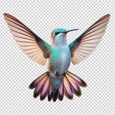 Premium Psd Swift Hummingbird In