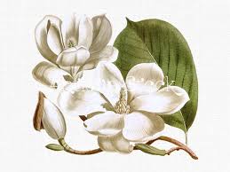 White Flowers Yulan Magnolia Digital