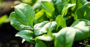 Grow Spinach In A Square Foot Garden